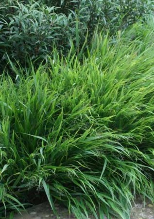 HAKONECHLOA macra